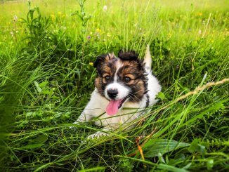 Border Collie Australian Shepherd Mix Everything You Need To Know Cover