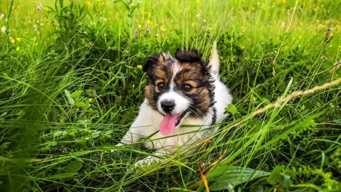 Border Collie Australian Shepherd Mix Everything You Need To Know Cover