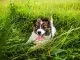 Border Collie Australian Shepherd Mix Everything You Need To Know Cover