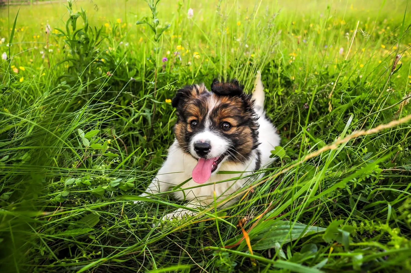 bearded collie australian shepherd mix