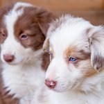 Border Collie Australian Shepherd Mix Puppies