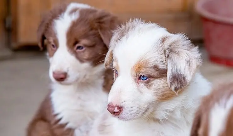 45+ Border Collie Australian Shepherd Puppy