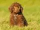 Mini Labradoodle Care Guide The Adorable Teddy Bear Family Dog Cover