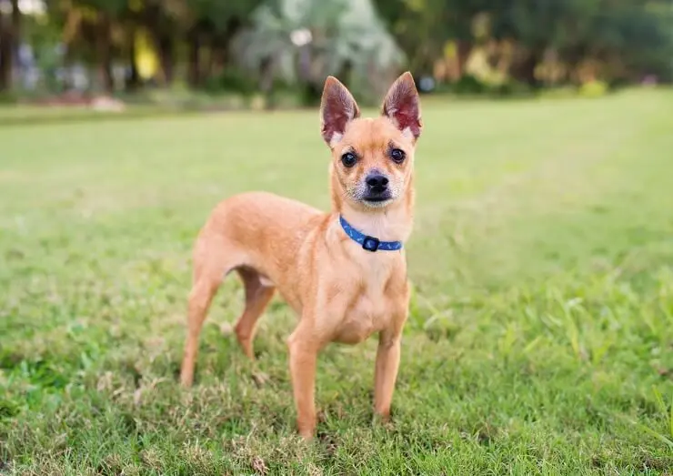 Deer Head Chihuahua: What To Know Before Buying