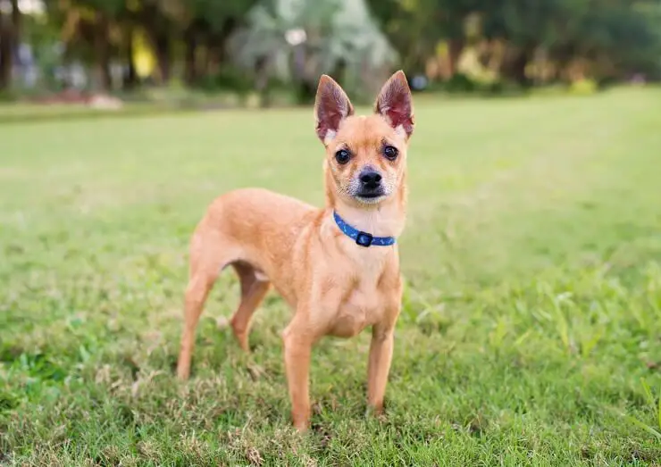 deer legged chihuahua