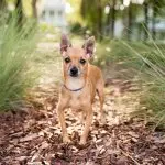 A Male Deer Head Chihuahua