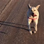 A Pitbull Husky Mix