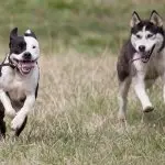 A Pitbull and Husky