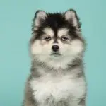 A Pomsky Pup