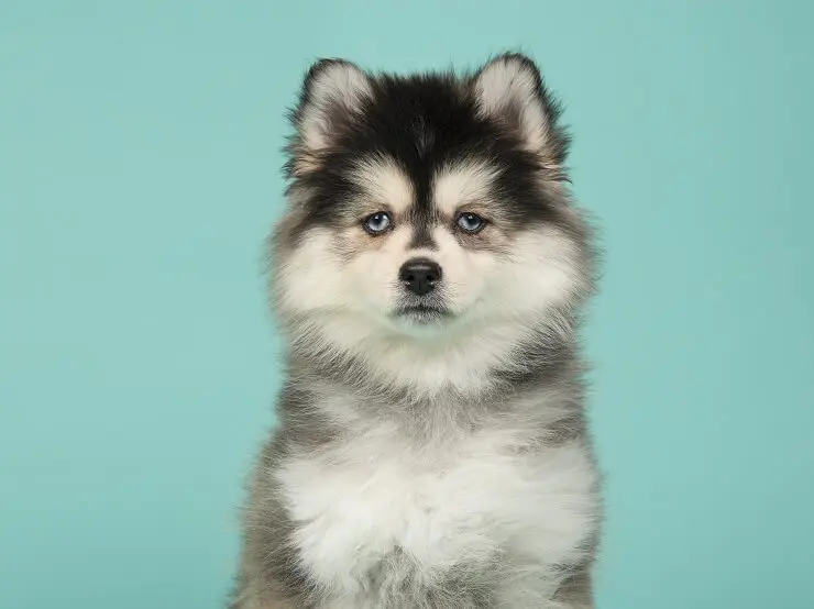 A Pomsky Pup
