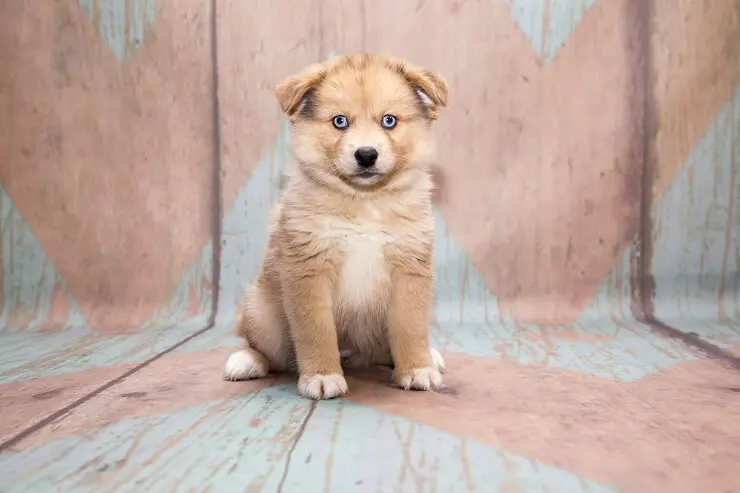 how much to buy a pomeranian husky