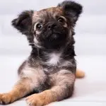 A Shih Tzu Chihuahua Mix