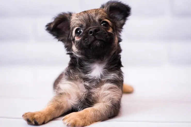 shih tzu mixed with chihuahua