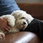 A shih tzu mix