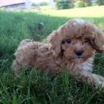 Cavalier King Charles Spaniel Poodle Mix