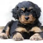 Cavapoo Puppy