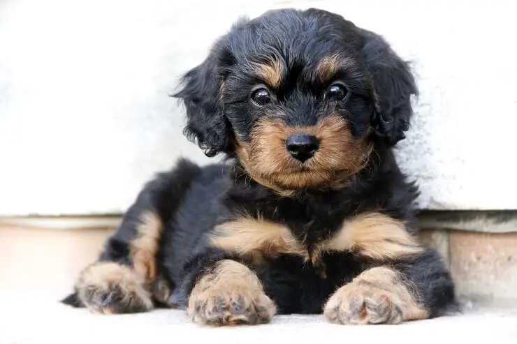 teacup cavapoo puppy