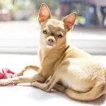 Chihuahua and Toys