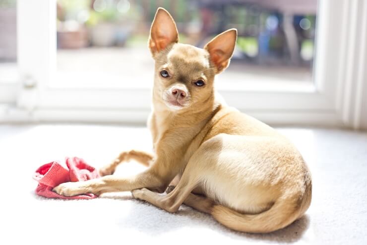 fawn chihuahua