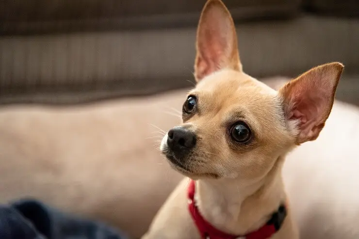 teacup deer head chihuahua