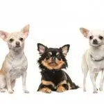 Chihuahuas