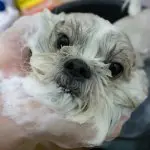 Cleaing a shih tzu mix