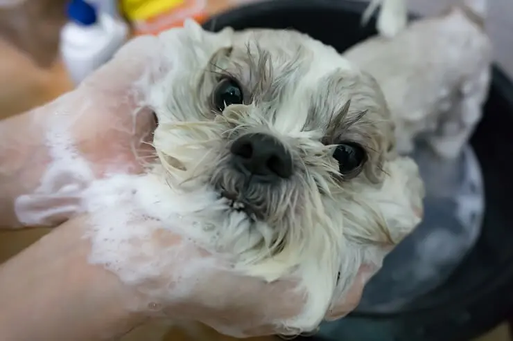 Maltese Shih Tzu Mix The Ultimate Apartment Dog