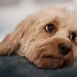 Close up cavalier poodle