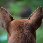 Deer Head Chihuahua