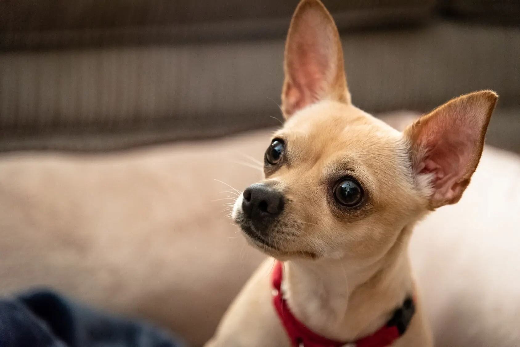 long haired apple head chihuahua