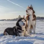 Huskies