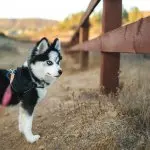 Husky Pomeranian Mix