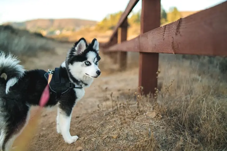 a pomsky