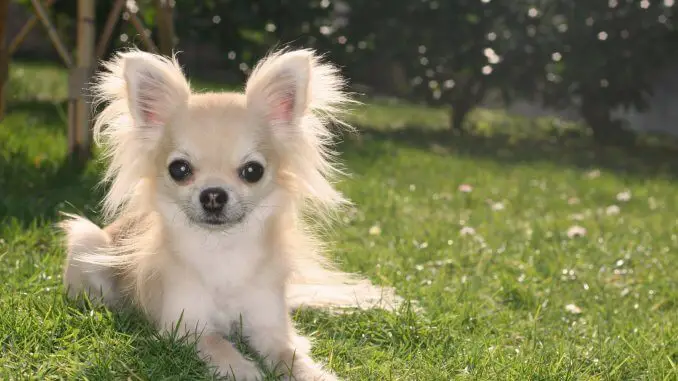 55+ Long Haired Chihuahua Floppy Ears