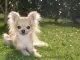Long Haired Chihuahua A Small And Mighty Furry Friend Cover