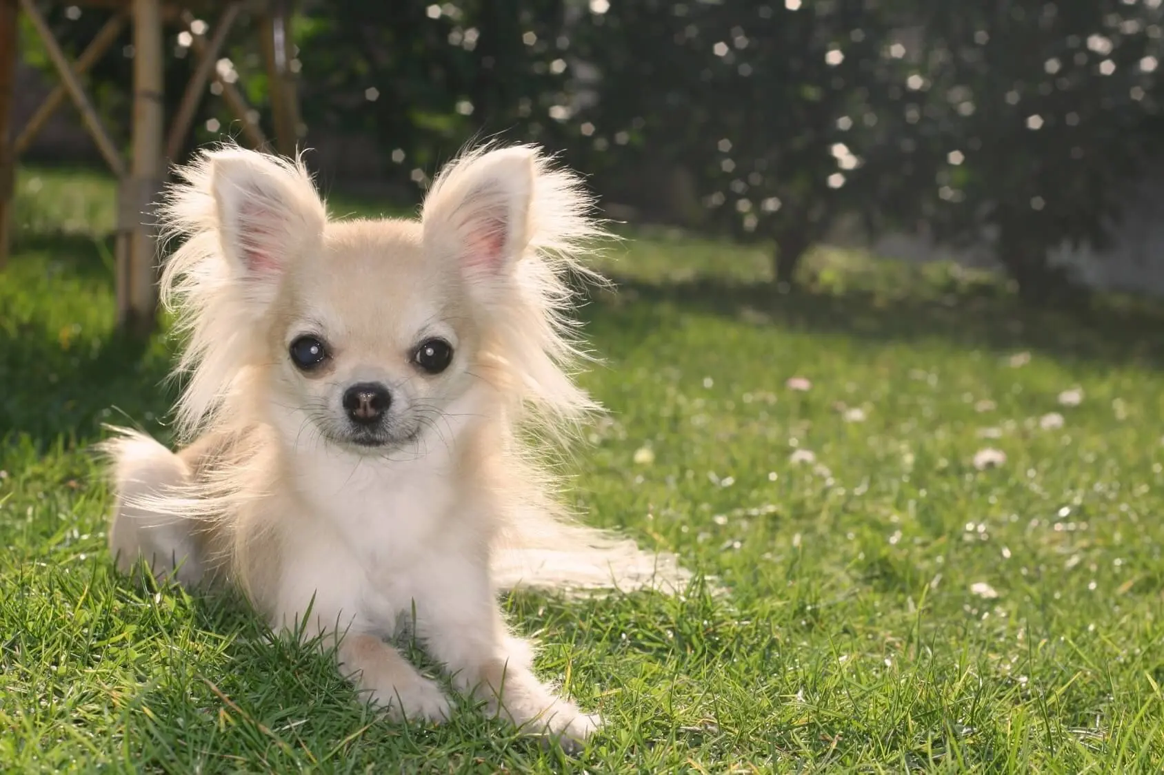 white hairy chihuahua