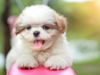 Maltese Shih Tzu Mix The Ultimate Apartment Dog? Cover