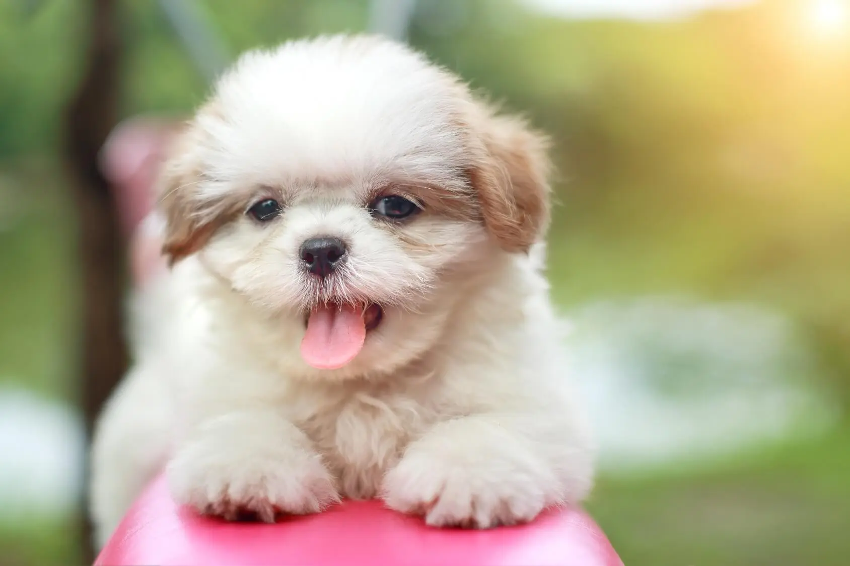 maltese shih tzu dog