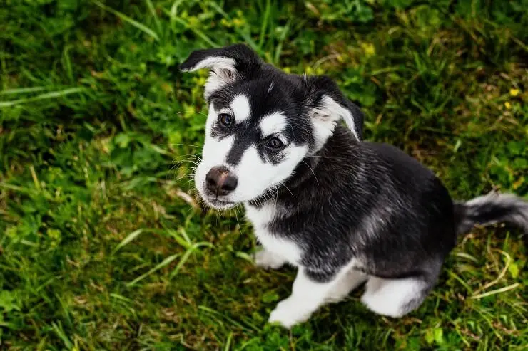 pitbull husky cross