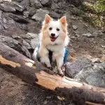 Pomeranian Husky Out Walking