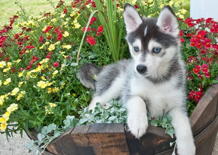 silver pomsky