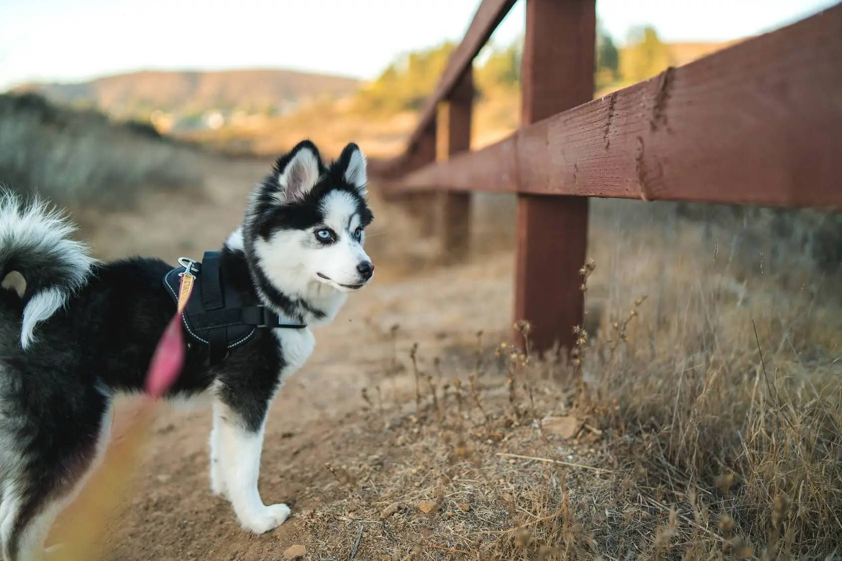 do pomsky puppies shed