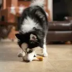 Pomsky Diet