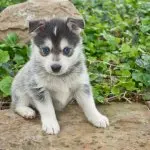 Pomsky Puppy