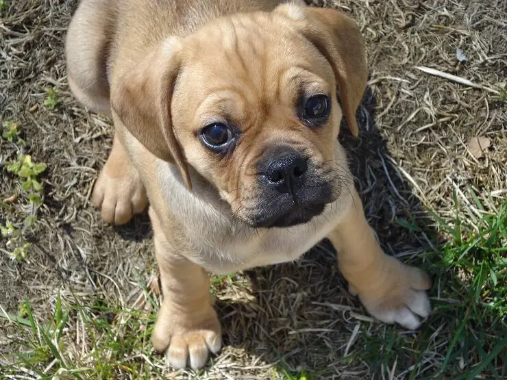 Puggle Is This Mischievous Dog Right For You