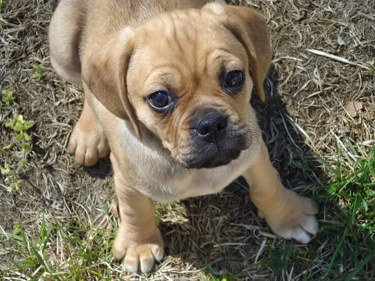 beagle pug mix puppy