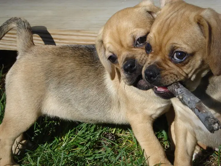 puggle and friends rescue