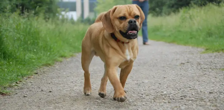 Puggle out on a walk
