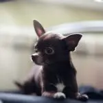 Puppy Deer Head Chihuahua