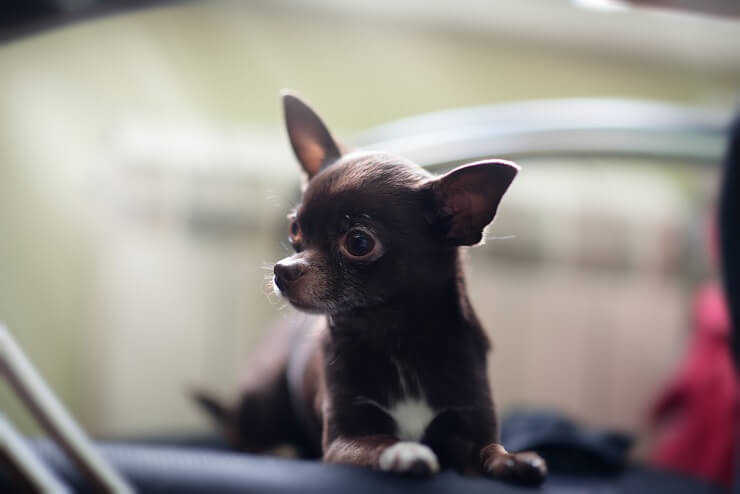 teacup deer head chihuahua